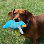 Sandra (Sandy) Dee Cash 🐶 - @the_fearless_sandradee - Instagram