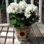 Sandy Castle - @sandycastle4ever - Instagram