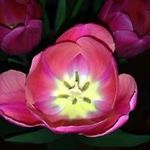 Sandy McClure Chappellie - @sandychappellie - Instagram