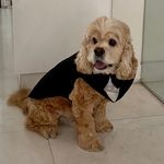 Sandy Chew - @mrsandypup - Instagram