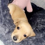 Sandy Coates - @sandy_the_miniature_dachshund - Instagram