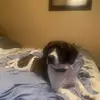Sammy - @sandy.craven.harp - TikTok