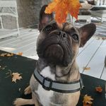 Sandra Provoost Dingman - @bakinginthesunforever - Instagram
