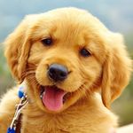 Sandy James Doherty - @chill_puppy1 - Instagram