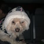 Sandy DuCharme - @bennymopsy - Instagram