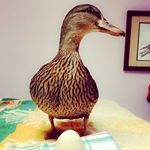Sandy Duck - @sandy_duck - Instagram