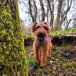 Sandy Duck 🥪 🦆 - @sandythelakeypoo - Instagram
