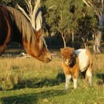 Sandy dunham - @biggest_horses_ptoot - Instagram