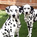 Sandy Dunham - @twodalsgal - Instagram