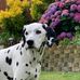 Sandy Dunham - Facebook
