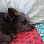 SandyDunson - @sandyyy_the_doggiiie__ - Instagram