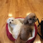 Sandy Dupre Lecomte - @wheatenbrat - Instagram