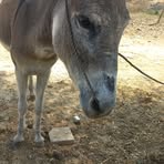 Sandy Dairy - Facebook