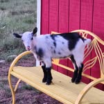 sandy&earl'shappyacres - @happyacreshobbyfarm - Instagram