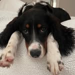 Sandy Easley - @wolfheeldevil - Instagram