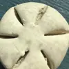 Sanddollar - @sandy.eggo - TikTok