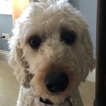 Sandy The Dog| - @sandy.epstein - Instagram