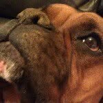 Sandy Finley - @sandy_puppy - Instagram