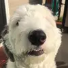 user4088225797501 - @sandyfinn0 - TikTok