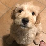 Sandy Forbes - @sandydoodle - Instagram