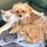 Sandyforster - @achilles_versus_huey - Instagram