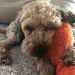 Sandy Fredrickson - @sandy.puppyy - Instagram