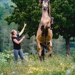 Sandra Freund - @reitlehre_horsemanship - Instagram