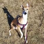 Sandy and Toby The Whippets And Friends - @sandythewhippetandfriends - Instagram