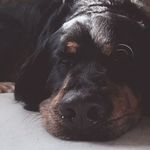 Sandy Fuchs - @fuchs1002 - Instagram