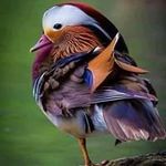 sandyfultz - @sandyfultz7950 - Instagram