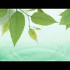 Sandy Gan - @liuliuqiu1 - TikTok