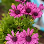 Sandie Garden - Facebook