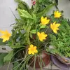 sandyart&garden - @sandyartygarden - TikTok