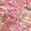 SandyGarden - @sandygarden - TikTok