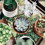珊迪的植物寶寶們 - @sandygarden__ - Instagram
