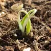 Sandy’s Garden - @sandysgardenadventures - TikTok