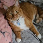 Jessica Braaten - @sandyourgarfieldcat - Instagram