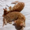 Sans y Garfield 😸💗 - @sans.y.garfield - TikTok