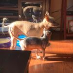 Sandy garrison - @miss_wrinklepuss - Instagram