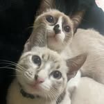 Sandy e Gary 🌼 - @sandy.gary.cats - Instagram