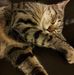 Sandy Gau - Facebook