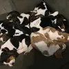 sandygill - @bassetfriendsforever - TikTok
