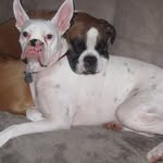 Sandy Giles - @frenchie1122 - Instagram