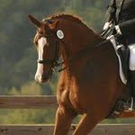 Sandy Gillespie - @copperhorse601 - Instagram