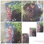 Sandra Givens - @sandragivens49 - Instagram