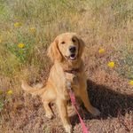 sandy givens 🐶 - @sandygthegolden - Instagram