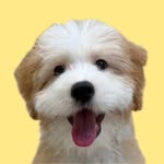 샌디 - @sandy_goldendoodle0312 - Instagram