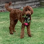 Sandy Greer - @derby_reach_labradoodles - Instagram