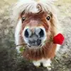 sandyhuffmangreer - @sandyhuffmangreer - TikTok