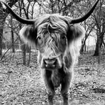 Sandy Grove Ranch - @sandygroveranch - Instagram